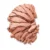 50 : Peachy Bronze